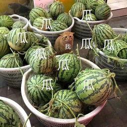 吃瓜娱乐公司,揭秘娱乐圈幕后那些事儿  第2张