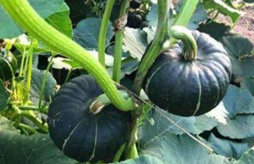 吃瓜网红音乐大全,带你领略流行音乐新风尚  第1张