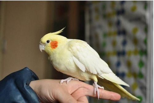 玄凤鹦鹉最新爆料  第3张